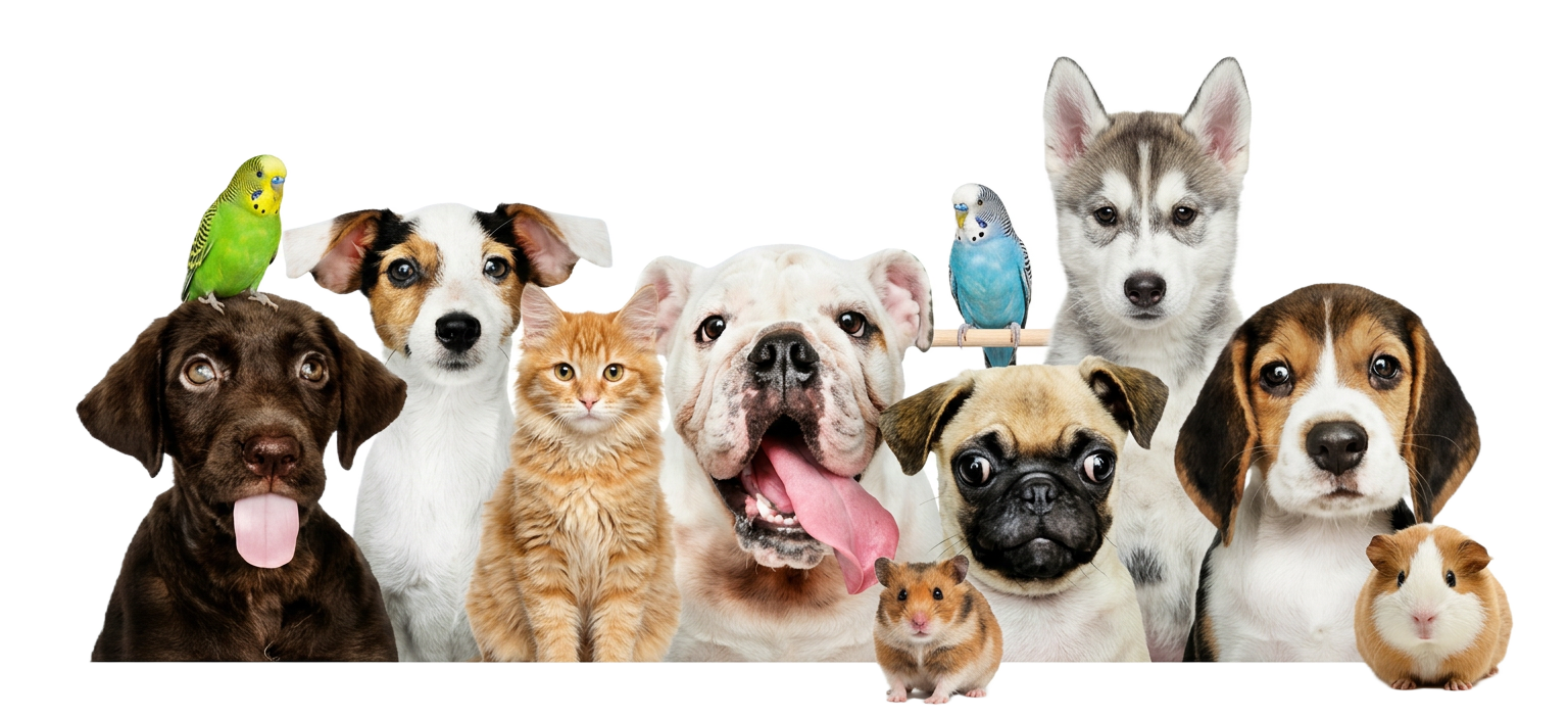 Variedade de pets — cães, gatos, aves e roedores
