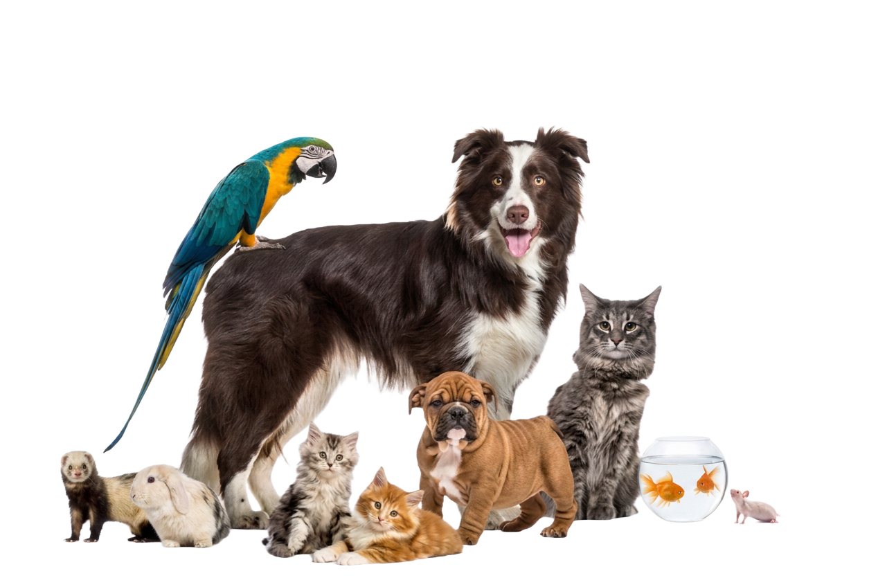 Cães, gatos, aves e outros pets — AgroPet Alcatéia
